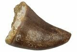 Fossil Prognathodontid Mosasaur Tooth - Morocco #345130-1